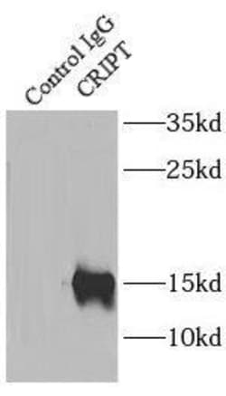 CRIPT Antibody - BSA Free, Novus Biologicals 100 &mu;g | Buy Online | Novus Biologicals | Fisher Scientific