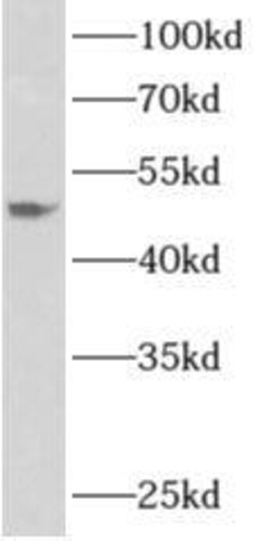 Apolipoprotein L4 Antibody - BSA Free, Novus Biologicals 100 &mu;g | Buy Online | Novus Biologicals | Fisher Scientific