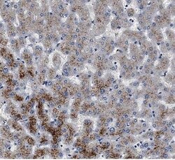 AGXT Antibody - BSA Free, Novus Biologicals 100 &mu;g | Buy Online | Novus Biologicals | Fisher Scientific