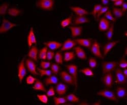 Cochlin Antibody - BSA Free, Novus Biologicals 100 &mu;g | Buy Online | Novus Biologicals | Fisher Scientific