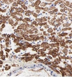 FAM105A Antibody - BSA Free, Novus Biologicals 100 &mu;g | Buy Online | Novus Biologicals | Fisher Scientific