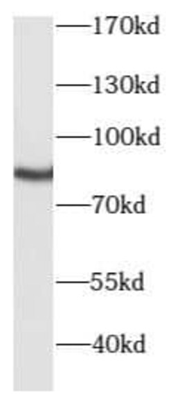 PKC gamma Antibody - BSA Free, Novus Biologicals 100 &mu;g; Unconjugated:Antibodies,