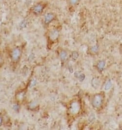 PKC gamma Antibody - BSA Free, Novus Biologicals 100 &mu;g; Unconjugated:Antibodies,