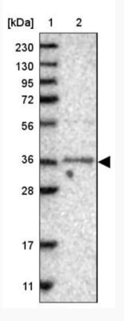 nef-associated protein 1 Antibody, Novus Biologicals 0.1mL; Unlabeled:Antibodies,