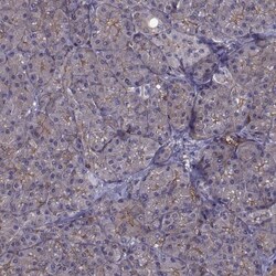non-muscle Myosin IIA Antibody, Novus Biologicals 0.1mL; Unlabeled:Antibodies,