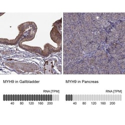non-muscle Myosin IIA Antibody, Novus Biologicals 0.1mL; Unlabeled:Antibodies,