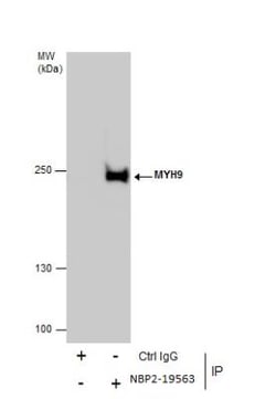 non-muscle Myosin IIA Antibody, Novus Biologicals 0.1mL; Unlabeled:Antibodies,