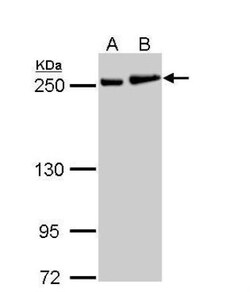 non-muscle Myosin IIA Antibody, Novus Biologicals 0.1mL; Unlabeled:Antibodies,