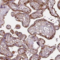 non-muscle heavy chain 10 Myosin Antibody, Novus Biologicals 0.1mL; Unlabeled:Antibodies,
