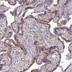 non-muscle heavy chain 10 Myosin Antibody, Novus Biologicals:Antibodies:Primary