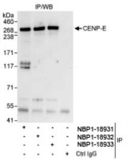 non-muscle heavy chain 10 Myosin Antibody, Novus Biologicals 0.1mL; Unlabeled:Antibodies,