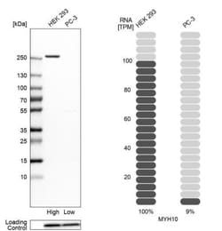 non-muscle heavy chain 10 Myosin Antibody, Novus Biologicals 0.1mL; Unlabeled:Antibodies,