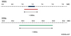 Abnova RREB1/CEN6p FISH Probe RREB1/CEN6p FISH Probe:Custom Products and