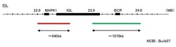Abnova IGL Split FISH Probe IGL Split FISH Probe:Custom Products and Services,