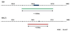 Abnova IGH/MALT1 Translocation FISH Probe IGH/MALT1 Translocation FISH