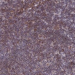 p107 Antibody, Novus Biologicals:Antibodies:Primary Antibodies