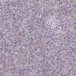 p107 Antibody, Novus Biologicals:Antibodies:Primary Antibodies