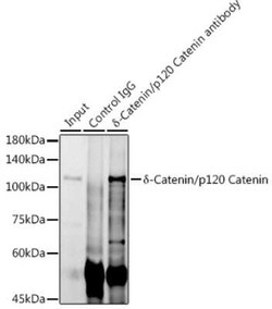 p120-catenin Rabbit anti-Human, Mouse, Rat, Clone: 5N7Z0, Novus Biologicals 20 &mu;g | Buy Online | Bio-Techne | Fisher Scientific
