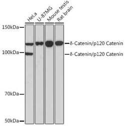 p120-catenin Rabbit anti-Human, Mouse, Rat, Clone: 5N7Z0, Novus Biologicals 20 &mu;g | Buy Online | Bio-Techne | Fisher Scientific