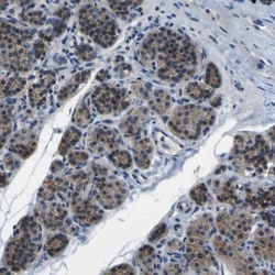 p120-catenin Antibody, Novus Biologicals 0.1mL; Unlabeled:Antibodies, Polyclonal