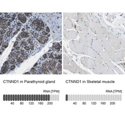 p120-catenin Antibody, Novus Biologicals 0.1mL; Unlabeled:Antibodies, Polyclonal