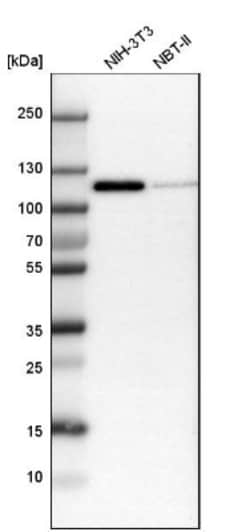 p120-catenin Antibody, Novus Biologicals 0.1 mL | Buy Online | Novus Biologicals | Fisher Scientific
