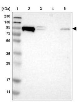 p120-catenin Antibody, Novus Biologicals 0.1mL; Unlabeled:Antibodies, Polyclonal