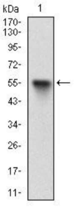 p130 Antibody (2C8A8) - BSA Free, Novus Biologicals:Antibodies:Primary
