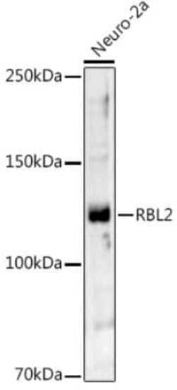 p130 Rabbit anti-Human, Mouse, Polyclonal, Novus Biologicals 20 &mu;g;