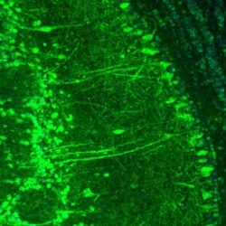 p130Cas/BCAR1 Antibody, Novus Biologicals:Antibodies:Primary Antibodies