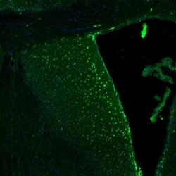 p130Cas/BCAR1 Antibody, Novus Biologicals:Antibodies:Primary Antibodies