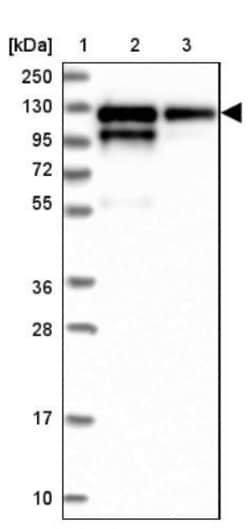 p130Cas/BCAR1 Antibody, Novus Biologicals:Antibodies:Primary Antibodies