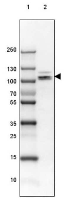 p130Cas/BCAR1 Antibody, Novus Biologicals:Antibodies:Primary Antibodies