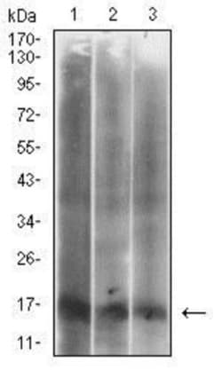 p16INK4a/CDKN2A Antibody (1D7D2A1) - BSA Free, Novus Biologicals 0.025