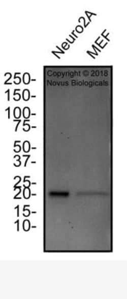 p19ARF/CDKN2A Antibody (5-C3-1) - BSA Free, Novus Biologicals:Antibodies:Primary