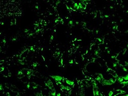 p19ARF/CDKN2A Antibody - BSA Free, Novus Biologicals:Antibodies:Primary
