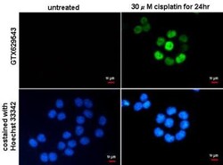 p21/CIP1/CDKN1A Antibody (1032), Novus Biologicals 0.1mL; Unlabeled:Antibodies,