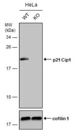 p21/CIP1/CDKN1A Antibody (1032), Novus Biologicals 0.1mL; Unlabeled:Antibodies,