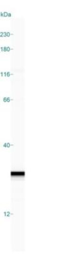 p21/CIP1/CDKN1A Antibody (DCS-60.2), Novus Biologicals 0.2mg; Unlabeled:Antibodies,