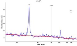 p21/CIP1/CDKN1A Antibody (DCS-60.2), Novus Biologicals 0.2mg; Unlabeled:Antibodies,