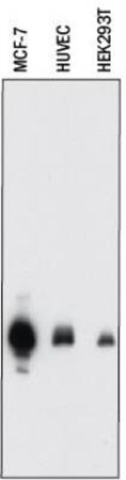 p21/CIP1/CDKN1A Antibody (DCS-60.2), Novus Biologicals 0.2mg; Unlabeled:Antibodies,