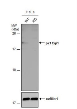 p21/CIP1/CDKN1A Antibody, Novus Biologicals 0.1 mL | Buy Online | Novus Biologicals | Fisher Scientific