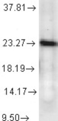 p23/PTGES3 Antibody (JJ6), Novus Biologicals:Antibodies:Primary Antibodies