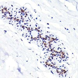 p27/Kip1 Rabbit anti-Human, Mouse, Rat, Clone: 9R5B4, Novus Biologicals