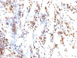 p27/Kip1 Antibody (KIP1/769), Novus Biologicals 0.2mg; Unlabeled:Antibodies,