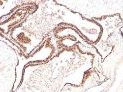 p27/Kip1 Antibody (KIP1/769), Novus Biologicals 0.2mg; Unlabeled:Antibodies,