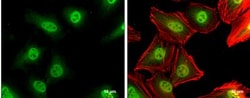 p27/Kip1 Antibody, Novus Biologicals 0.1mL; Unlabeled:Antibodies, Polyclonal