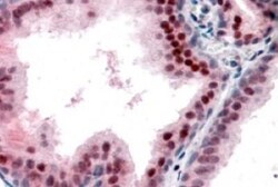 p27/Kip1 Antibody, Novus Biologicals 0.1mg; Unlabeled:Antibodies, Polyclonal
