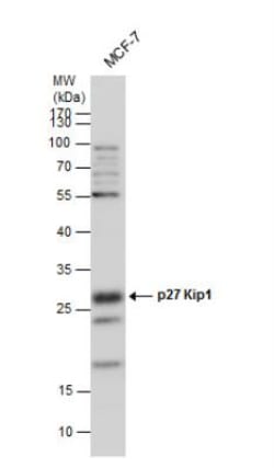 p27/Kip1 Antibody, Novus Biologicals 0.1mL; Unlabeled:Antibodies, Polyclonal