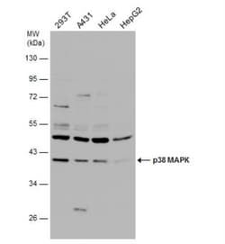 p38 alpha Antibody, Novus Biologicals 0.1mL; Unlabeled:Antibodies, Polyclonal